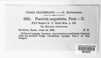Puccinia angustata image